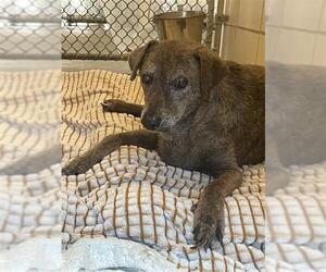 Labrador Retriever-Unknown Mix Dogs for adoption in Corpus Christi, TX, USA