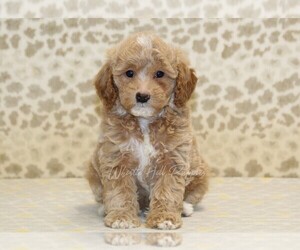 Miniature Bernedoodle Puppy for sale in DENVER, PA, USA