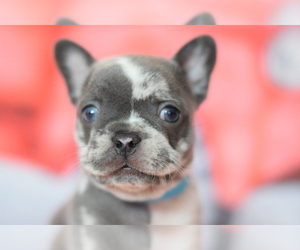 French Bulldog Puppy for sale in COLEMAN, TX, USA