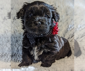 Havanese Puppy for Sale in POST FALLS, Idaho USA