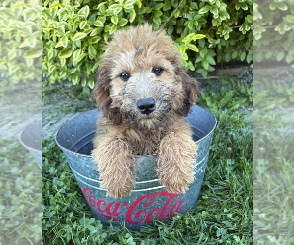 Medium Photo #2 Whoodle (Miniature) Puppy For Sale in MIDDLEBURY, IN, USA
