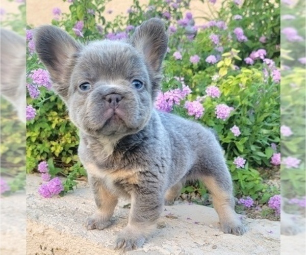 Medium Photo #5 French Bulldog Puppy For Sale in LAS VEGAS, NV, USA