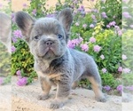 Small Photo #5 French Bulldog Puppy For Sale in LAS VEGAS, NV, USA