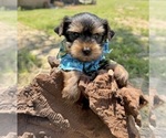 Small #5 Yorkshire Terrier