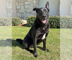 Small German Shepherd Dog Mix