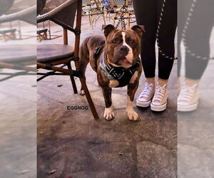 Staffordshire Bull Terrier-Unknown Mix Dogs for adoption in Woodland Hills, CA, USA
