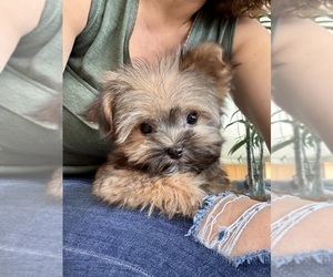 Maltipoo Puppy for sale in SANTA MARIA, CA, USA