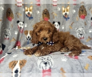 Cock-A-Poo Puppy for sale in LAKELAND, FL, USA