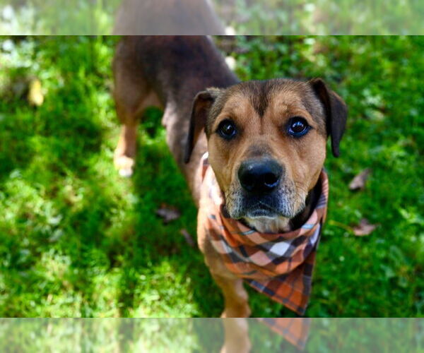 Medium Photo #12 Mutt Puppy For Sale in Gloversville, NY, USA