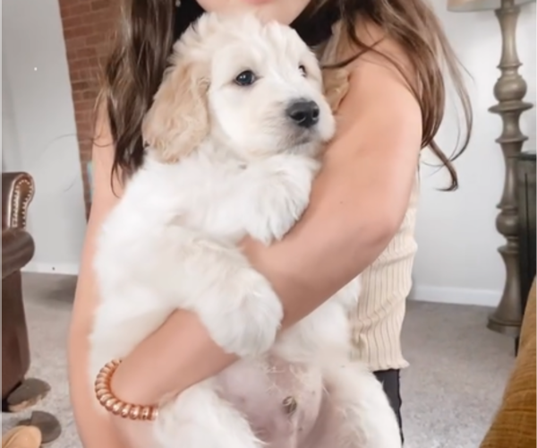 Medium Photo #1 Goldendoodle Puppy For Sale in DAWSONVILLE, GA, USA