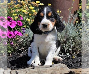 English Springer Spaniel Puppy for sale in GORDONVILLE, PA, USA