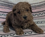 Small #4 Poodle (Toy)
