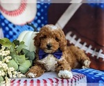 Small Photo #7 Poodle (Miniature) Puppy For Sale in CHRISTIANA, PA, USA