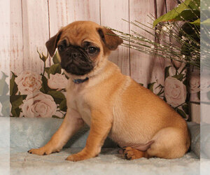 Pug Puppy for sale in PENNS CREEK, PA, USA