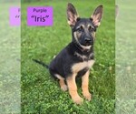 Puppy Iris German Shepherd Dog