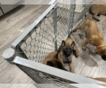Small Photo #118 Belgian Malinois Puppy For Sale in REESEVILLE, WI, USA