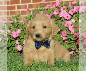 English Cream Golden Retriever-Poodle (Miniature) Mix Puppy for sale in AIRVILLE, PA, USA