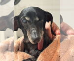 Small Dachshund