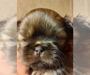 Shih Tzu Puppy for Sale in FANNING SPGS, Florida USA