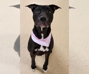Mr. Heart - Male Labrador Retriever-Unknown Mix Dog for Adoption - Photo #2