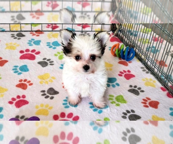 Medium Photo #11 Papitese Puppy For Sale in ORO VALLEY, AZ, USA
