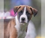 Small #4 Boxer Mix
