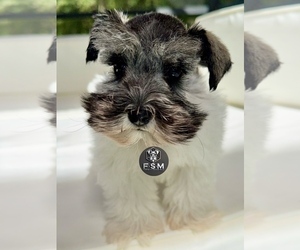 Schnauzer (Miniature) Puppy for sale in KISSIMMEE, FL, USA