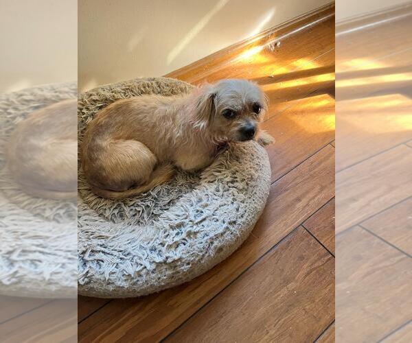 Medium Photo #1 Mutt Puppy For Sale in Rootstown, OH, USA