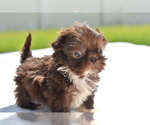 Small #1 Shih Tzu