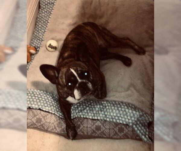 Medium Photo #4 French Bulldog Puppy For Sale in Boca Raton, FL, USA