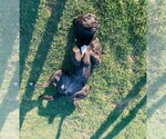 Small #3 Mastador
