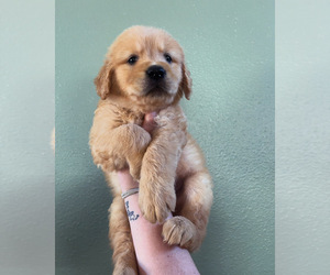 Golden Retriever Puppy for sale in VALLEY SPRINGS, CA, USA