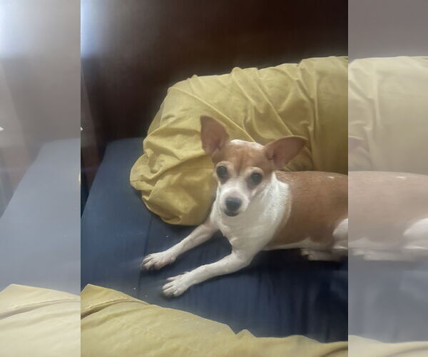 Medium Photo #4 Chihuahua Puppy For Sale in Miami, FL, USA