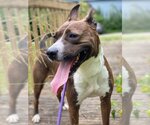 Small #1 Boxer Mix