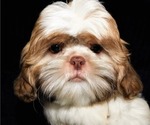 Small Photo #2 Shih Tzu Puppy For Sale in ENKA, NC, USA
