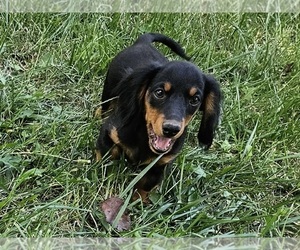 Dachshund Puppy for sale in CLARK, MO, USA