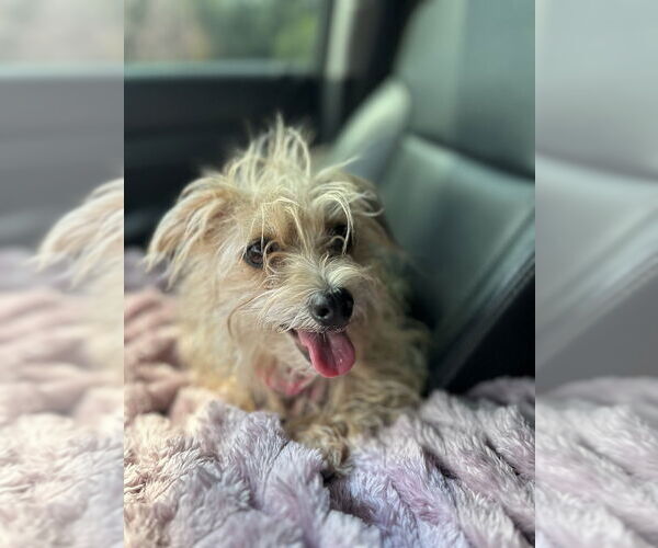 Medium Photo #2 Mutt Puppy For Sale in Boston, MA, USA