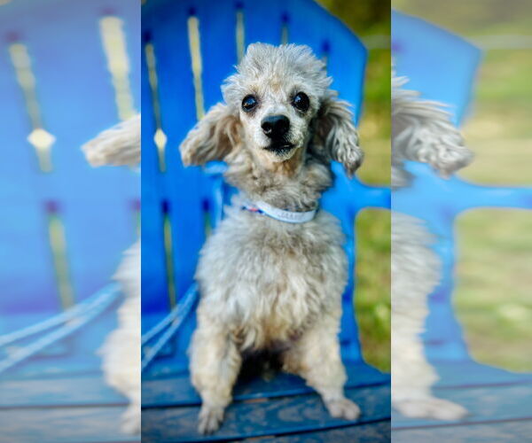 Medium Photo #3 Poodle (Toy) Puppy For Sale in Pacolet, SC, USA