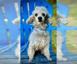 Small #2 Poodle (Toy)
