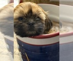 Small #2 Shih Tzu