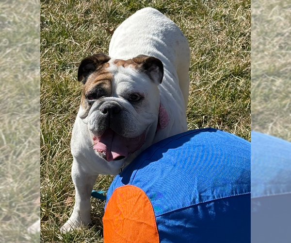 Medium Photo #1 Bulldog-Unknown Mix Puppy For Sale in Raleigh, NC, USA