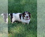 Small Photo #2 Dachshund Puppy For Sale in Sioux Falls, SD, USA