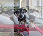 Small Chiweenie