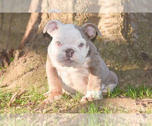 English Bulldog Puppy for sale in STAFFORD, VA, USA
