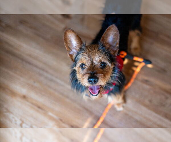 Medium Photo #2 Mutt Puppy For Sale in Mundelein, IL, USA