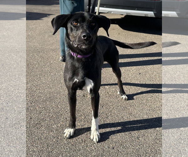 Medium Photo #9 Catahoula Leopard Dog-Labrador Retriever Mix Puppy For Sale in Crystal, MN, USA