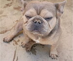 Small Photo #4 French Bulldog Puppy For Sale in Apple Valley, CA, USA