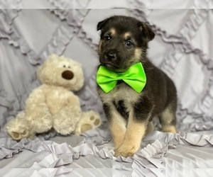 German Shepherd Dog Puppy for sale in LANCASTER, PA, USA