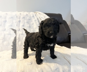 Bernedoodle Puppy for Sale in ROCKY MOUNT, North Carolina USA