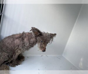 Mutt Dogs for adoption in Houston, TX, USA